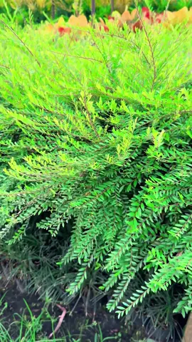 Giải đáp thắc mắc về dòng sơn liễu thái🌿🌿#caycanh #garden #yeucay #sonlieu 