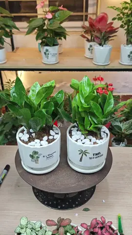 Kim tiền ẩn ngay và giỏ hàng để tham khảo giá siêu ưu đãi  #xuhuong #caydeban #xuhuongtiktok #cayvanphong #kimtien 