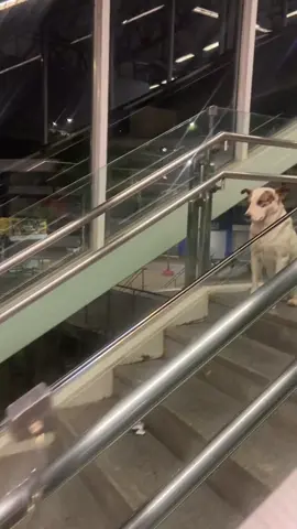 👀 #funny #dog 