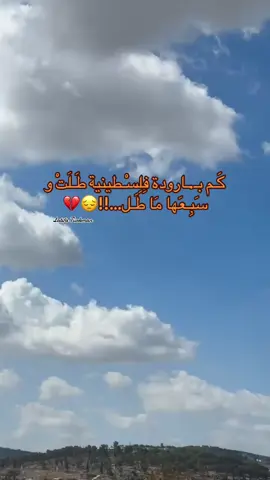 كَـم بـ.ـارودة فِلِسْـطينية طَـلَتْ و سَبِـعَها مَا طَـل…!!😔💔#جنين #تصويري📸 #قران_كريم #متابعة 