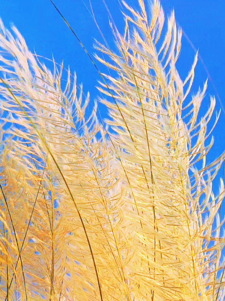 কাশফুলের অপরূপ সৌন্দর্য ☁️🍃 #বাংলারপ্রকৃতি #sky #view #music #4k #beautyofnature #nature4cx #nature #views #views #music #natural #কাশফুল 