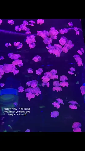 我喜欢你💕#fyppppppppppppppppppppppp #viewsproblem😭 #月亮 #LOTFG