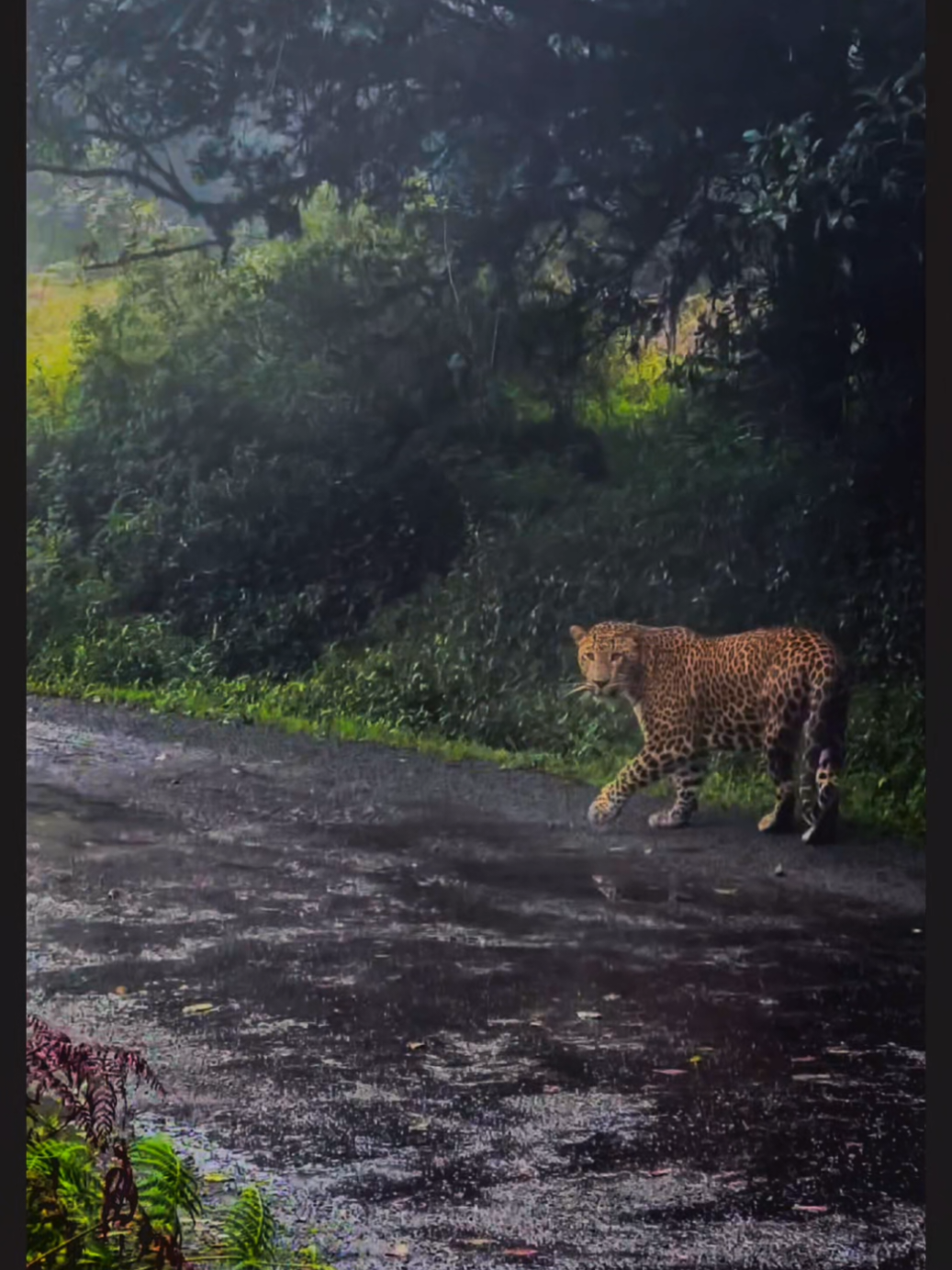 ✨ A rare encounter with the King of Horton Plains 🐆💫 🌿 | Meet W15, the majestic Sri Lankan leopard (Panthera pardus kotiya) walking gracefully towards Mahaeliya Point – where the sky meets the edge of the world. 🌎💙 Hidden in the misty highlands of Sri Lanka lies Horton Plains National Park, a UNESCO World Heritage treasure. 🌿🏞️ Home to the elusive Sri Lankan leopard, this magical land also shelters endemic birds like the Sri Lanka whistling thrush, herds of proud sambar deer, fluttering butterflies, and carpets of enchanting flora. 🌸🦌🦋 This year is even more special… after 13 long years, the legendary Nelu (Strobilanthes sp.) is in full bloom, painting Horton Plains in waves of purple – a once-in-a-lifetime spectacle of nature’s magic. 💜🌸 But beyond the beauty lies responsibility. Let’s protect every whisper of wind, every paw print, and every bloom. 🌏💚 🙏 Hats off to the dedicated officers of the Department of Wildlife Conservation for their tireless efforts to safeguard this paradise and its magnificent wildlife. ✨ Sri Lanka’s wild heart beats here. Let’s keep it alive. #SriLanka #HortonPlains #SriLankanLeopard #W15Leopard                 #creatorsearchinsights  @Shashi @Vindula Senel @Kayaking Kalawewa @ven.s.amarakiththi 