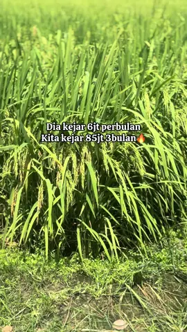 Semangat🔥✊🏻 #petani #petanipadi #petaniindonesia🇮🇩🇮🇩🇮🇩🌿🌿 #semangatberjuang #fyp 
