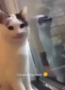 Cat and dog smile🤣😆💀 #fyp#cats#dogs#fyppppppppppppppppppppppp#viral 