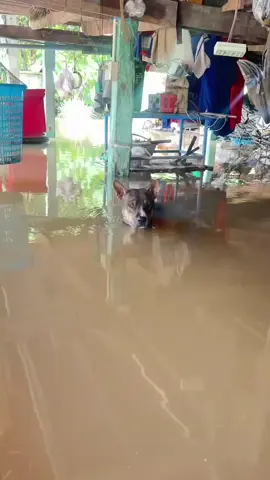 bảo chạy đi nhưng lại quên tháo xích #mua #lũ #bão #bualoi 