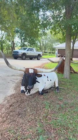 This is my kind of coexist.  Did you know? Texas longhorns are cattle descended from Spanish retinto (criollo) stock brought to America by explorers in the 1500s. After the Civil War, large numbers of wild longhorns were driven north to market, becoming a key part of the cattle industry and an enduring symbol of Texas. Their hardy nature and ability to thrive on scarce vegetation were crucial for survival in the American West.   #jacksonranch #ranchlife #longhorns #texaslonghorns #fyp 