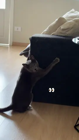 #arranhadordegato #arranhador #gatos #tiktokshop #cat 