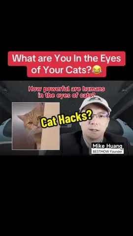 Episode 991: what are you in the eyes of your cat?😂#dogsoftiktok #cat #catsoftiktok #cute #dog 