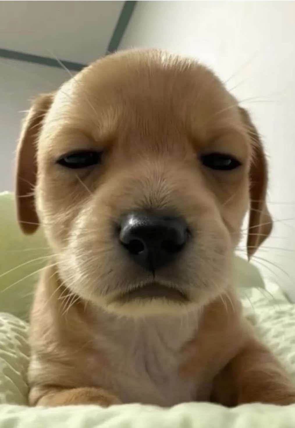 tierno bonito xistoso #cristianghost 🗣️🔥 #cristianghostteamo #tiernobonitochistoso