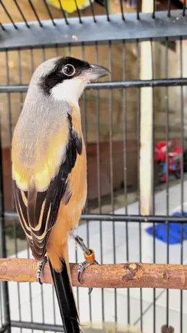 Pesona pilis cendet kalimantan cuma penjaga teras rumah 😊 #cendetmaniaindonesia #cendetmania #pentetmania #kicaumania #alhamdulillah 