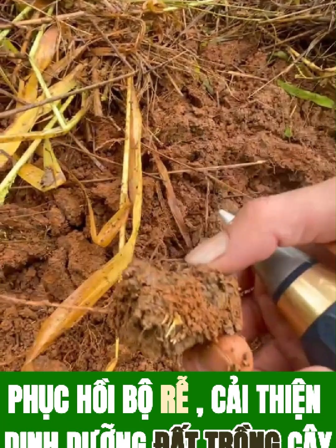 🌳✨ Cây sầu riêng 