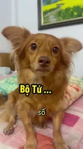 Sơ yếu lí lịch các báo thủ :)) #nhatungcocho #pet #cho #dogsofttiktok #dog 