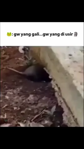 🐭:lu buat lagi aja yang baru bang,yang ini buat gw 😋 . . . . . . #dailymeme #freshmeme #justjokes #fyp #meme 