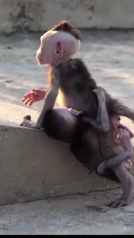 #monkey #animal #fyp 