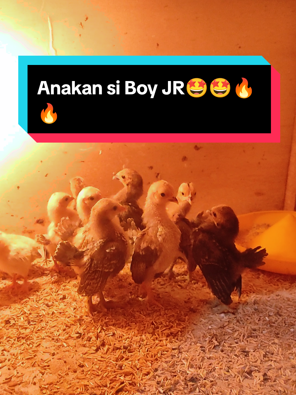 Kayaknya ada ni potensi bagus'anakan si Boy JR🐥😀 #pengusahaayam #ayamseramaindonesia #seramachicken #ayamserama #anakayam 