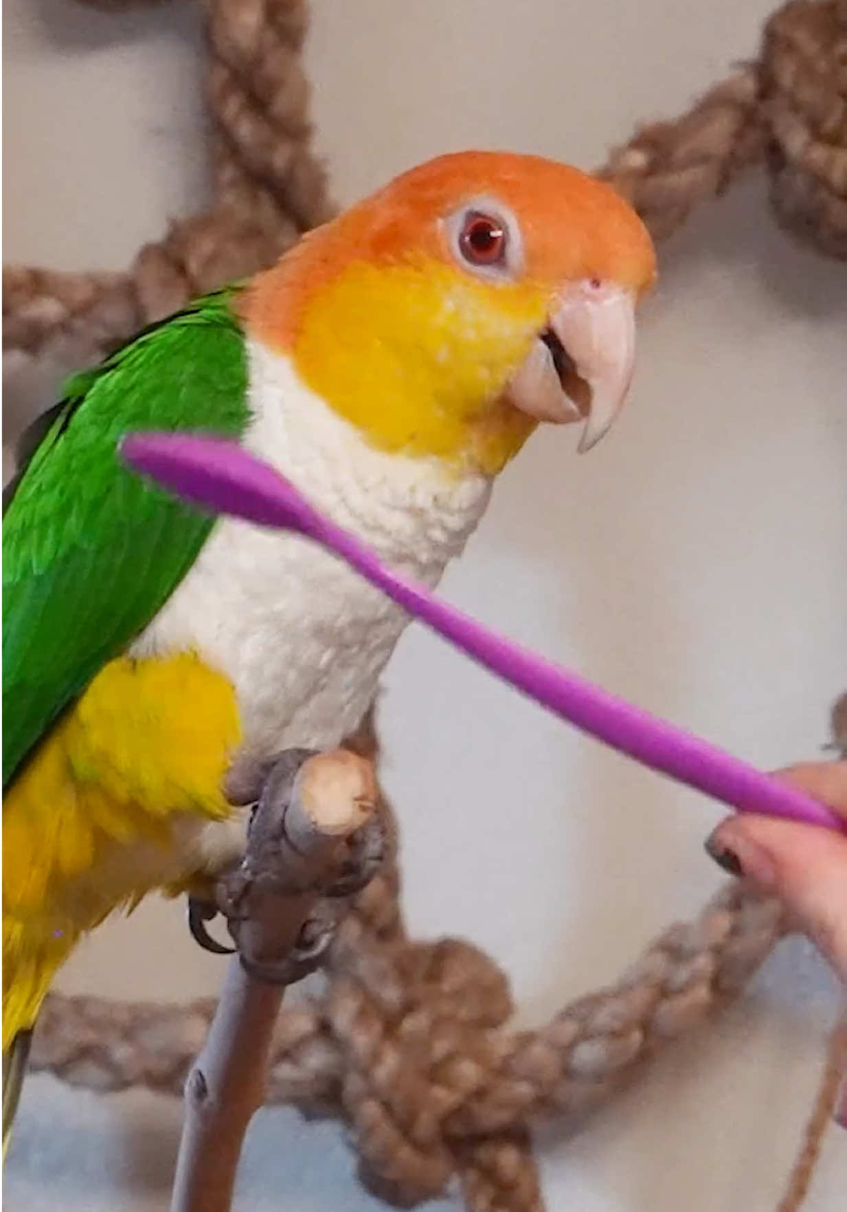 The spoon 🥄 #parrotsoftiktok #funnyanimals #