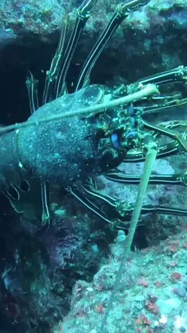 Hunting for the World's Best Seafood 