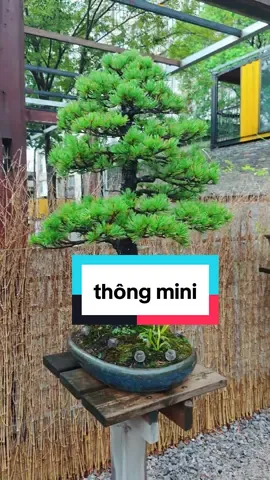 cùng ngắm những cây thông mini #caycanh #thongbonsai 