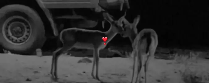 العنق عنق المها والعين عين الضبي ..🦌 .  #تصميم_فيديوهات🎶🎤🎬  #تصميمي❤️ #مجرد_ذوق  #مالي_خلق_احط_هاشتاقات  #اكسبلورexplore ❤❤❤
