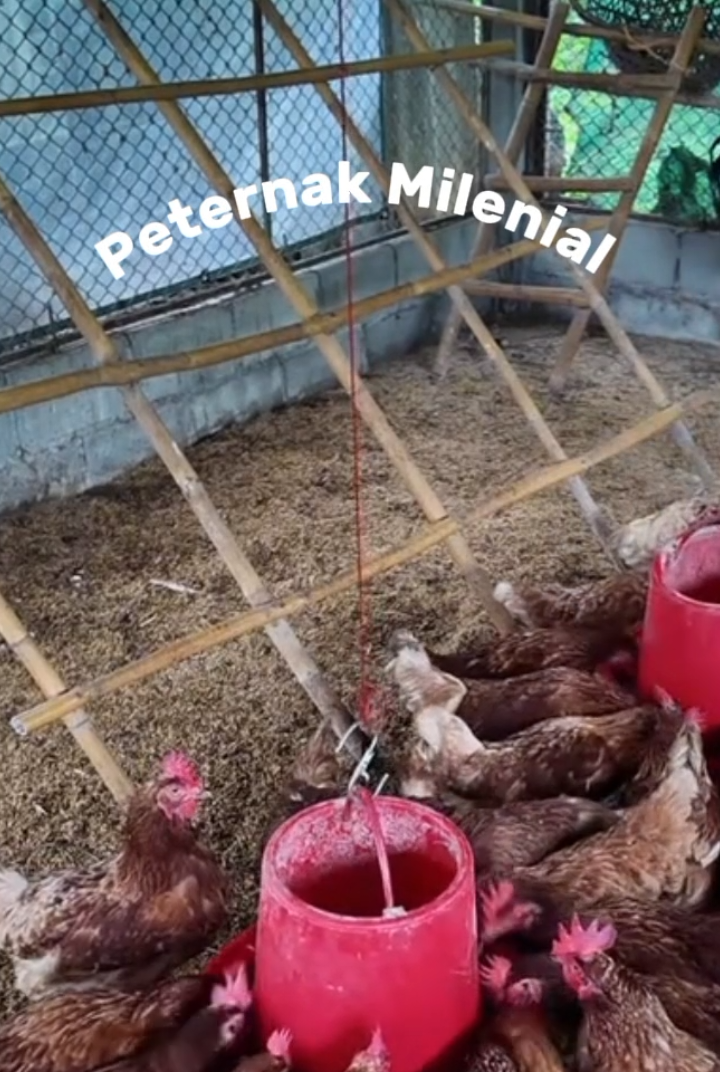 vitamin ayam 🐔 petelur 🥚  #vitaminayam #ayampetelur #telurayam #peternakayampetelur #nocboosterayampetelur 