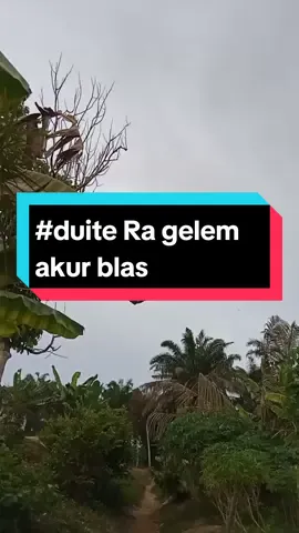 nesu tapi mbalik meneh 🤣🤣 #salamwaras🤟  #petanirumahan  #fakesituation  #berandafyp  #fyppppppppppppp  #fakesituation 