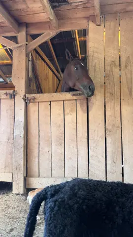 😂 #fyp #ottb #mood 