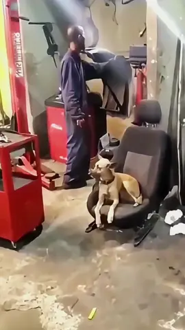 Try not to laugh when you watch 😂😂😂 #funny #dog #animals #funnyvideos #cat 