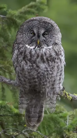 #CapCut #zako😎 #🦅 #اكسبلور #🔥 