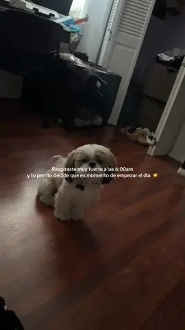 No me puedo mover de la cama por qué Zazu está listo para despertar 🥱 #zazusaurius #fyp #viral #shitzu #doglover 