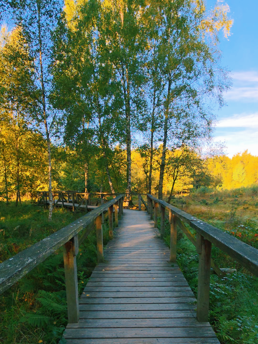 Krok po kroku przez leśną ciszę… 🌲🍂 Drewniany mostek skrzypi pod stopami, a wokół tylko szum drzew i śpiew ptaków. Chwila spokoju, w której można odetchnąć od codzienności i poczuć się częścią natury.   #Dc #las #therapy #nature #freedom 