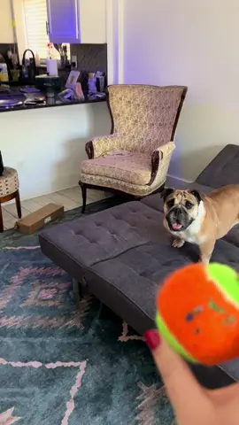 #bulldog #bulldogsoftiktok #winniewiggles #walkwithwinnie #bulldogs #DogTraining 