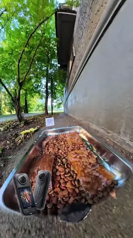 Cute cat video! #catvideos #cats #fyp #viral #trending