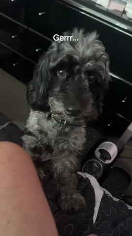 #SusieQ #lovies #doglife #dogmom #doglover 