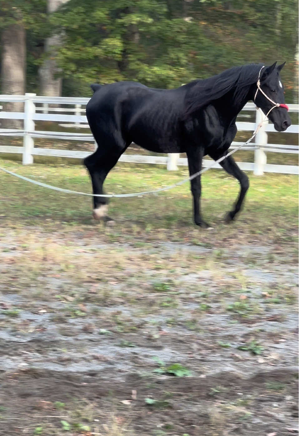 2 year old Dressage Prospect #horses #aporthorse #eventing #jumper