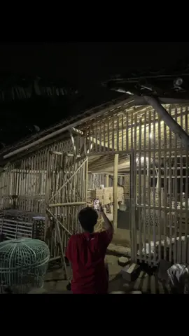 Infokan kata katamu bolo #fyp #ayambangkoksuper #fypシ #jagonyajago #ayambangkokimport 