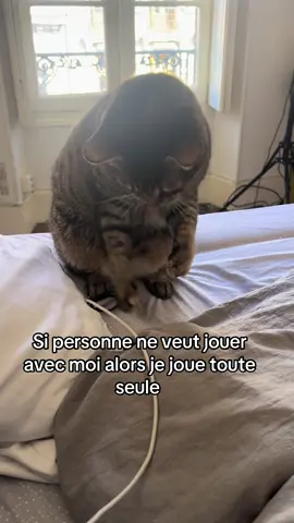 #chat #chatquijoue #chatdamour #lovecat #avoirunchat 