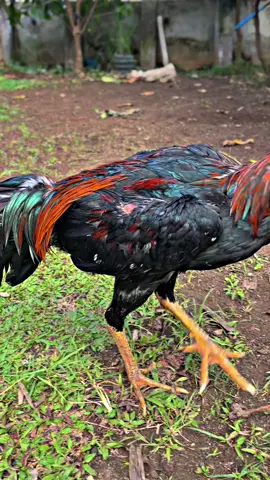 Usia 5 bulan nii paman😜#ayampakhoy #pakhoyfullbrakot #bangkokklasik 