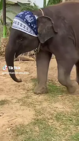 #Gajahpinter  #Gajahjoget  #Gajahlucu  #😂😂😂😂 