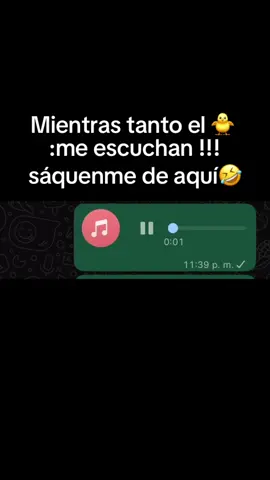 🐥#audiosdewhatsap#humor#chiste#pollito