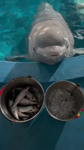 小黑这次选错了 白鲸吃鱼 无障碍交流 #fypシ #fyp #tiktok #fypシ゚viral #fypage 