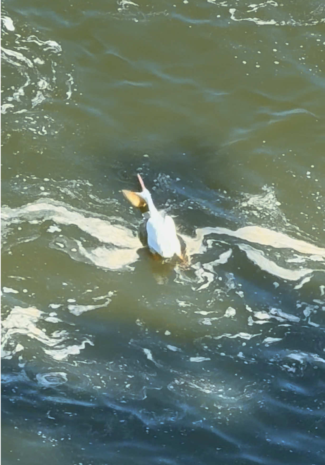 JAWS #pelican #waitforit #jaws #fishing #wildlife 