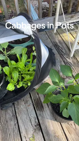 Growing cabbages in pots#gardening #growingcabbage #cabbage #bellpeppers 