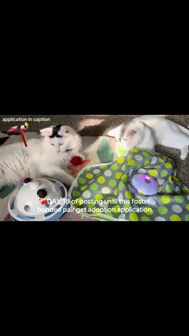 👯‍♂️Michael Wave and Birdie are a young bonded pair of brothers looking for their forever home together! ❤️‍🩹They were surrendered to IACS shelter by their previous owner. Because of Michael's seizure disorder, they were both put on euthanasia list. Pepper's Pals pulled them to rescue. They are now in foster care with me. 🥰These two boys are playful, affectionate, and adore chasing their toys or sitting by the window to watch birds and squirrels. 👀Michael Wave has a seizure disorder with an unknown cause. He takes a daily medication, and with it he is totally normal, happy and energetic. However, if his medication fails and his seizures continue, he may need further diagnostics, so any adopter of his should be prepared for this possibility! His neurologist is Dr Potts at VCA Advanced in Fishers, IN and he could continue being seen there or at a different veterinarian too. 🐈❤️Adopt Michael Wave & Birdie together and you’ll have double the love, double the cuddles and double the fun. 👉Apply at www.pepperspalscatrescue.org/adoptfoster for the quickest response! #indyloveme #adoptdontshop #AdoptCats #adoptme #cat 