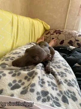 отсидела две пары.. #учеба #озвучка #meme #левретка 