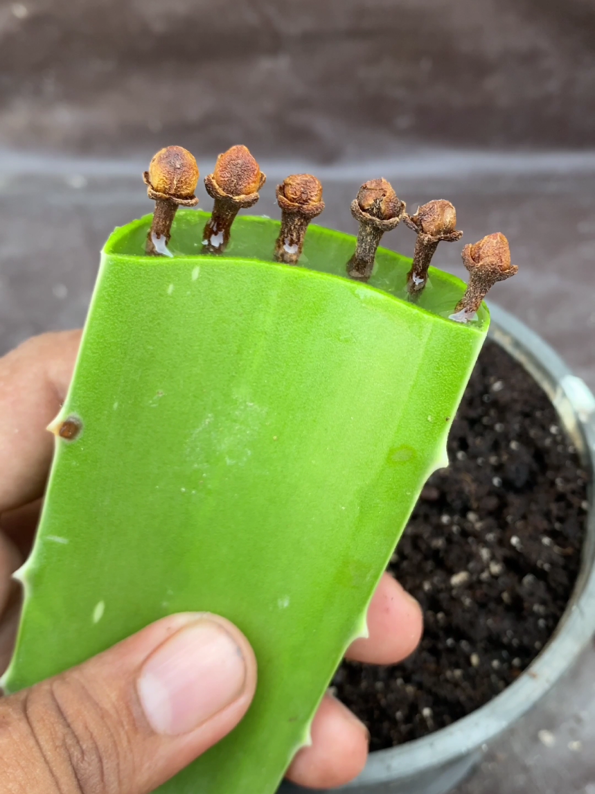 how to grow cloves #garden #viral #foryoupage #fyp #plants 