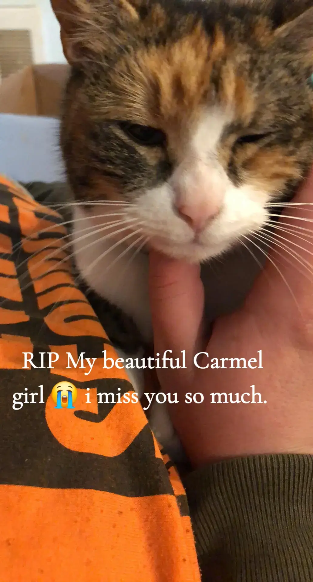 You were the best kitty ever. You were there when I brought my baby girl home. Every loss you've been by my side. The house feels empty without you in it. I woke up this morning and didn't hear you and Minerva fighting. It has thrown my whole morning off. It has been less than 24 hours and already I miss you more than words can say. There will never be another Carmel. I love you so much and miss you soo much. Give gma lots of snuggles for me. 