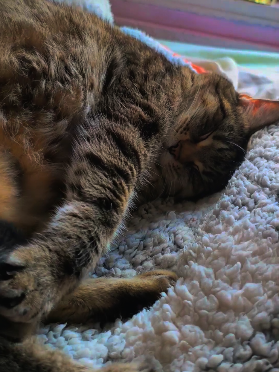 Morning yoga session: Kira edition 😂 #catlife #catsoftiktok #catlover #cat #gato 