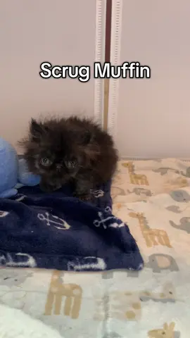 Obsidian Scrug Muffin (Sid) is a kitten I fostered in 2024. She’s pretty stinkin’ cute! #rescuekittens #blackkittensoftiktok #cute #adoptdontshop #funny 
