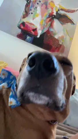 He's so cute!! His nose! #rescuedog #rescuedogs #bite 